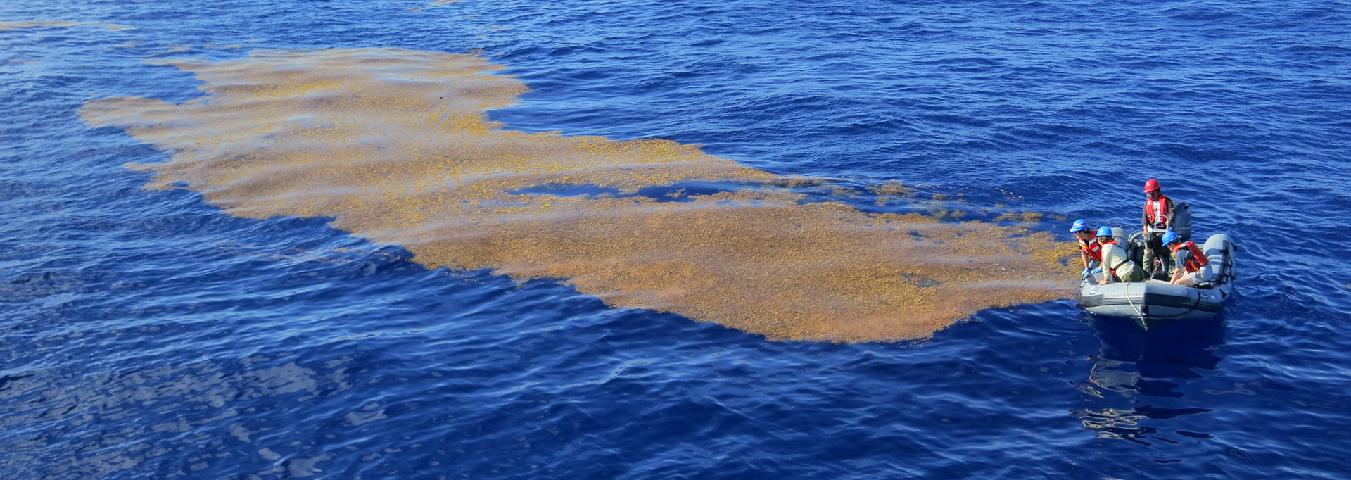 Sargassum weed offshore