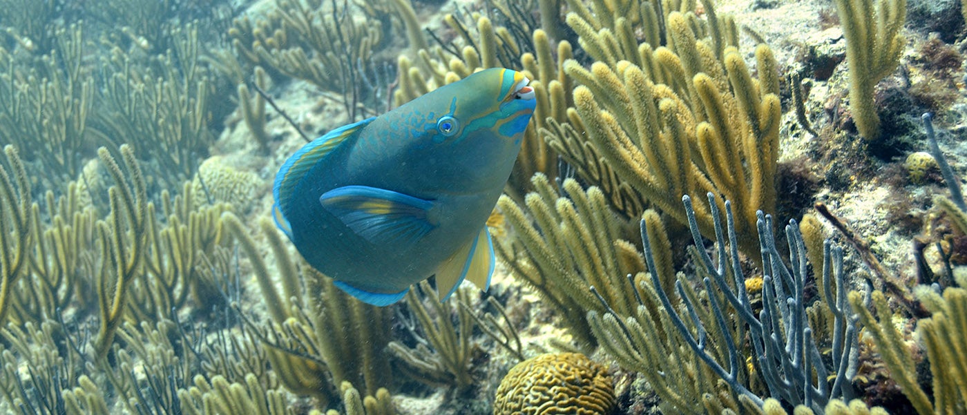 Parrotfish