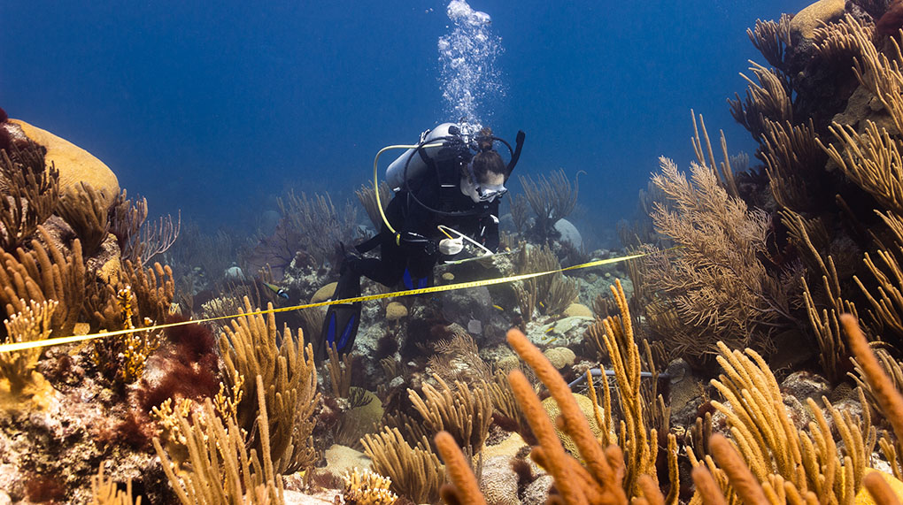 student doing a reef transect