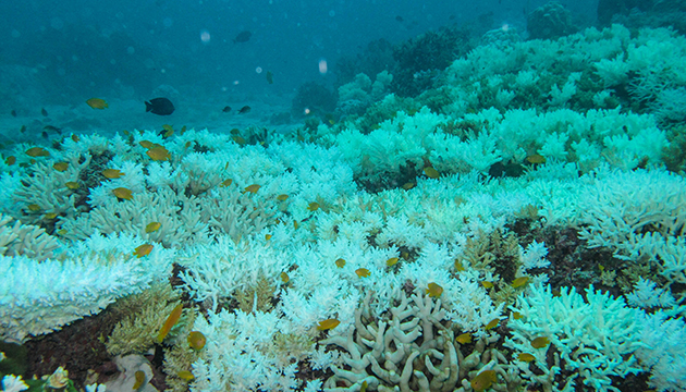 2.1_Coral_bleaching_Thailand_MWall_cropped