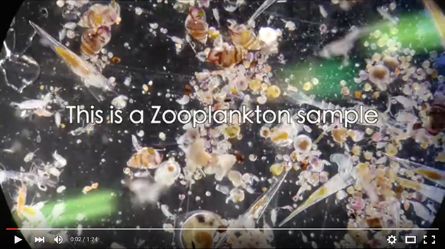 2015-REU-Maas-zooplankton