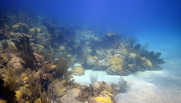 BIOS-coral-reefs