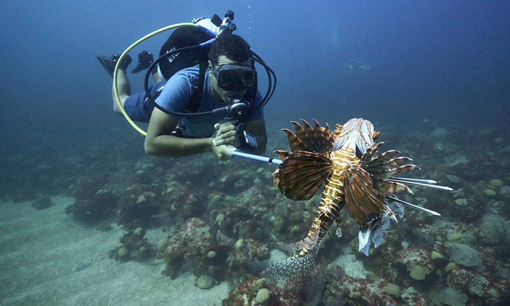 CRE-lionfish