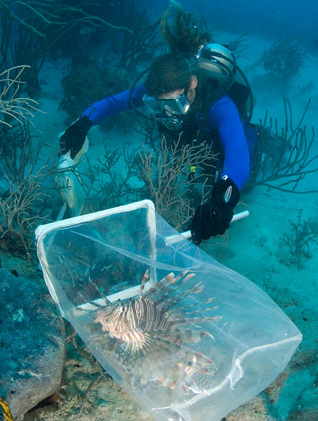 Chris-Flook-lionfish