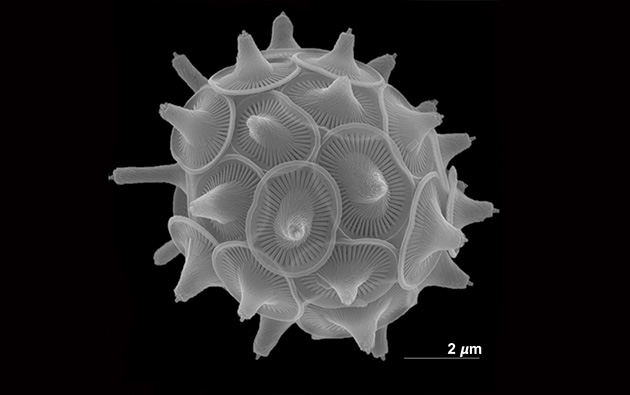 A Big Commotion about Bermuda’s Coccolithophores | BIOS