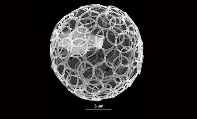 Coccolithaphore2