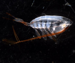 EXPORTS-copepod-(c)Karen-Stamieszkin