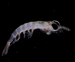 EXPORTS-krill-(c)Karen-Stamieszkin