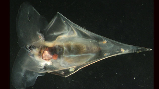 Clio pyramidata