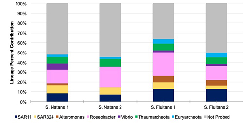 Sargasssum_bacteria_chart