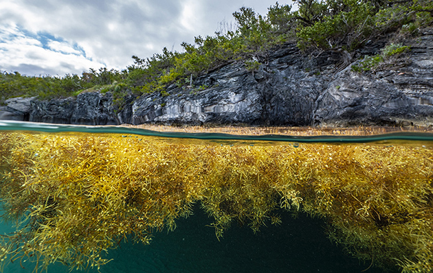 Sargassum-Bermuda-Ocean-Prosperity-Programme-June-2020