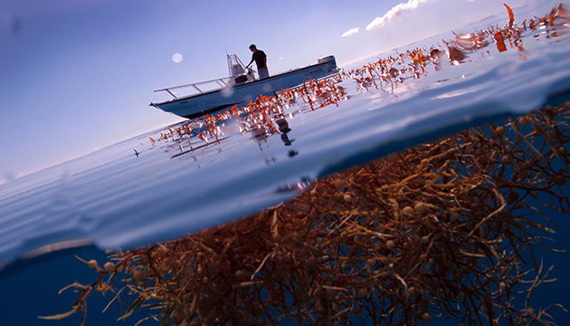 Sargassum_(c)Andrew-Collins