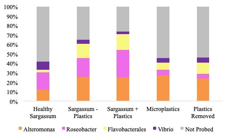 Sargassum_microplastics