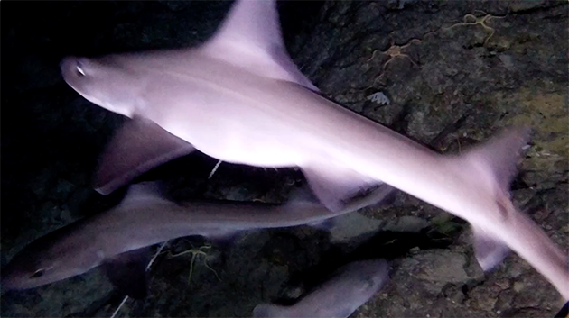 Smoothhound02