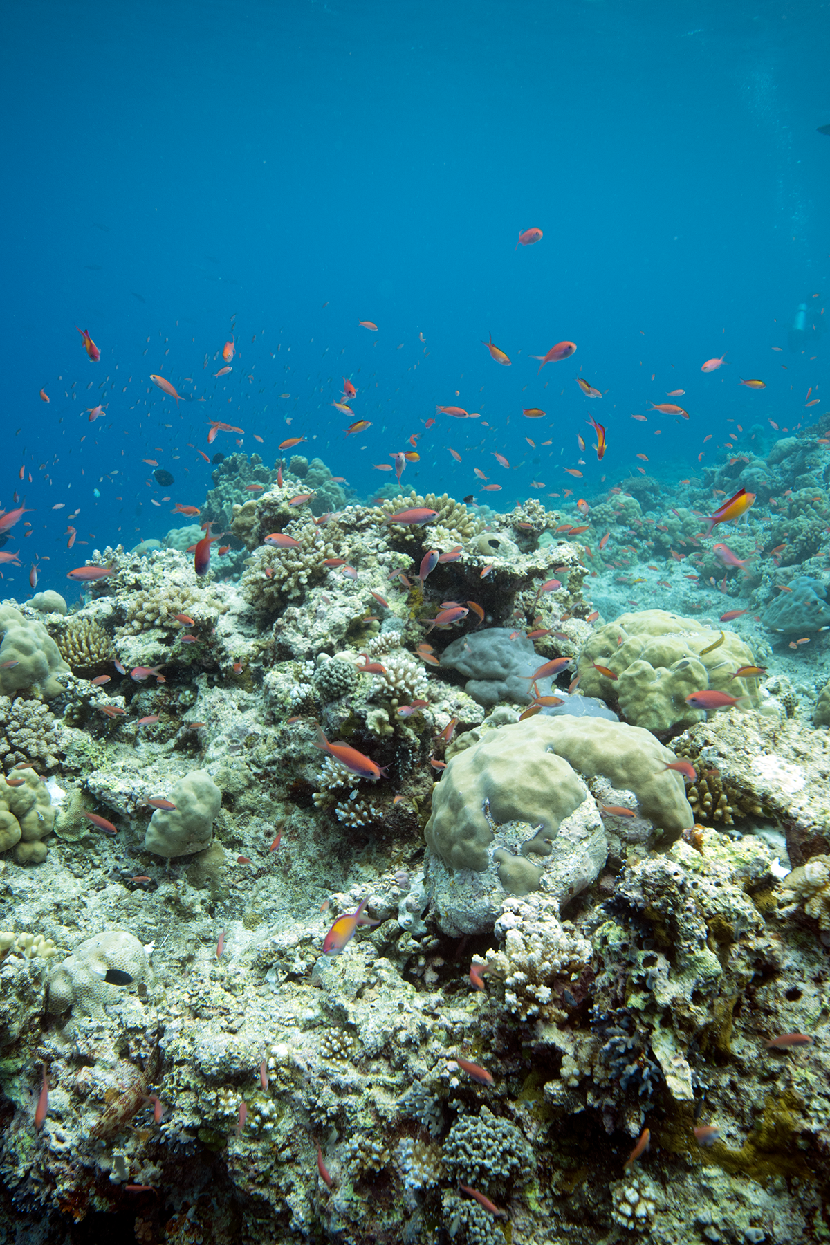 A coral reef in Palau with fish