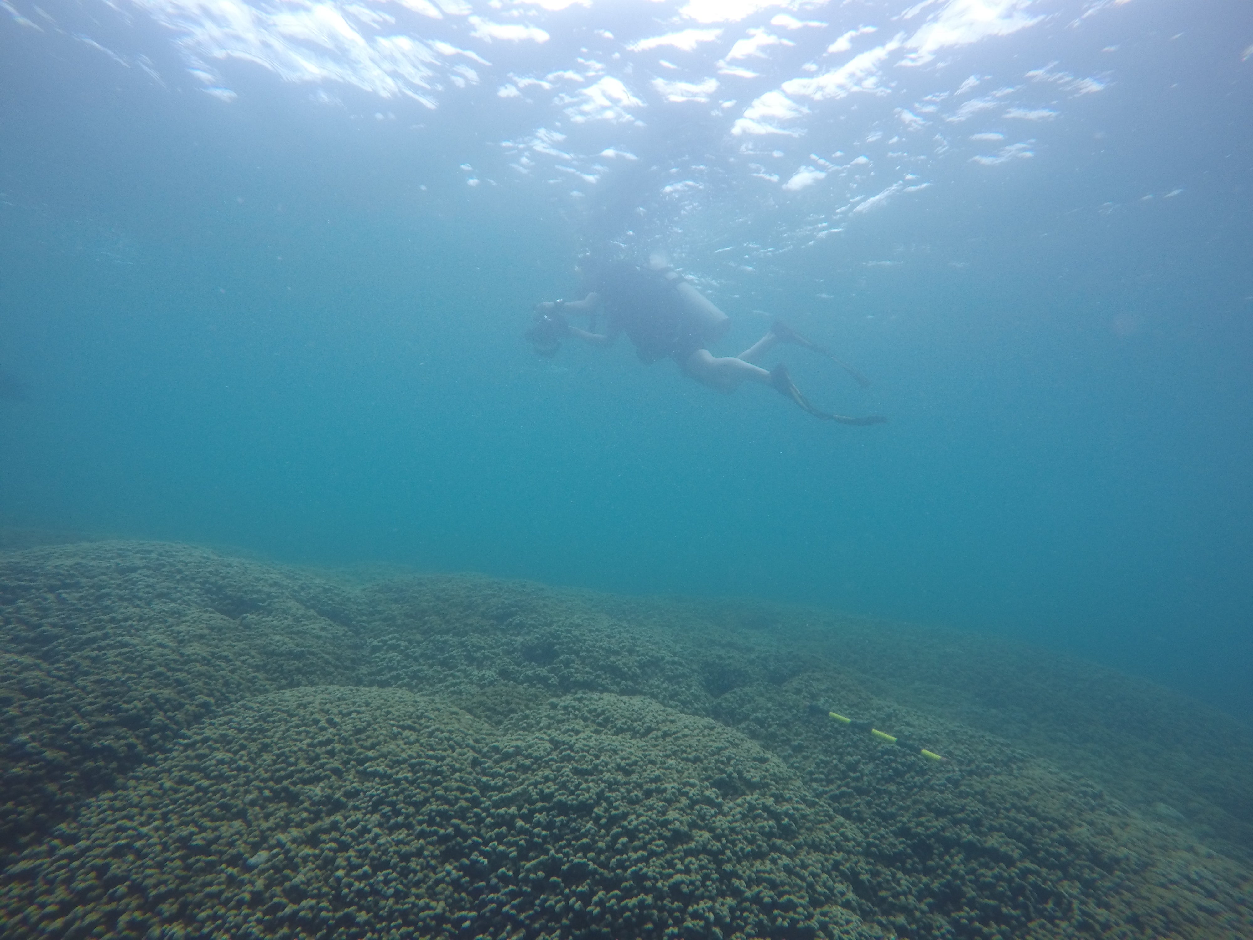 Diver taking photos of a coral reef