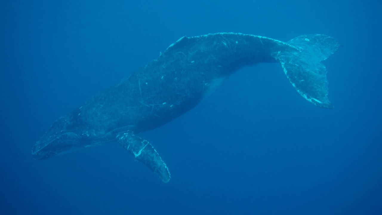 humpback whale