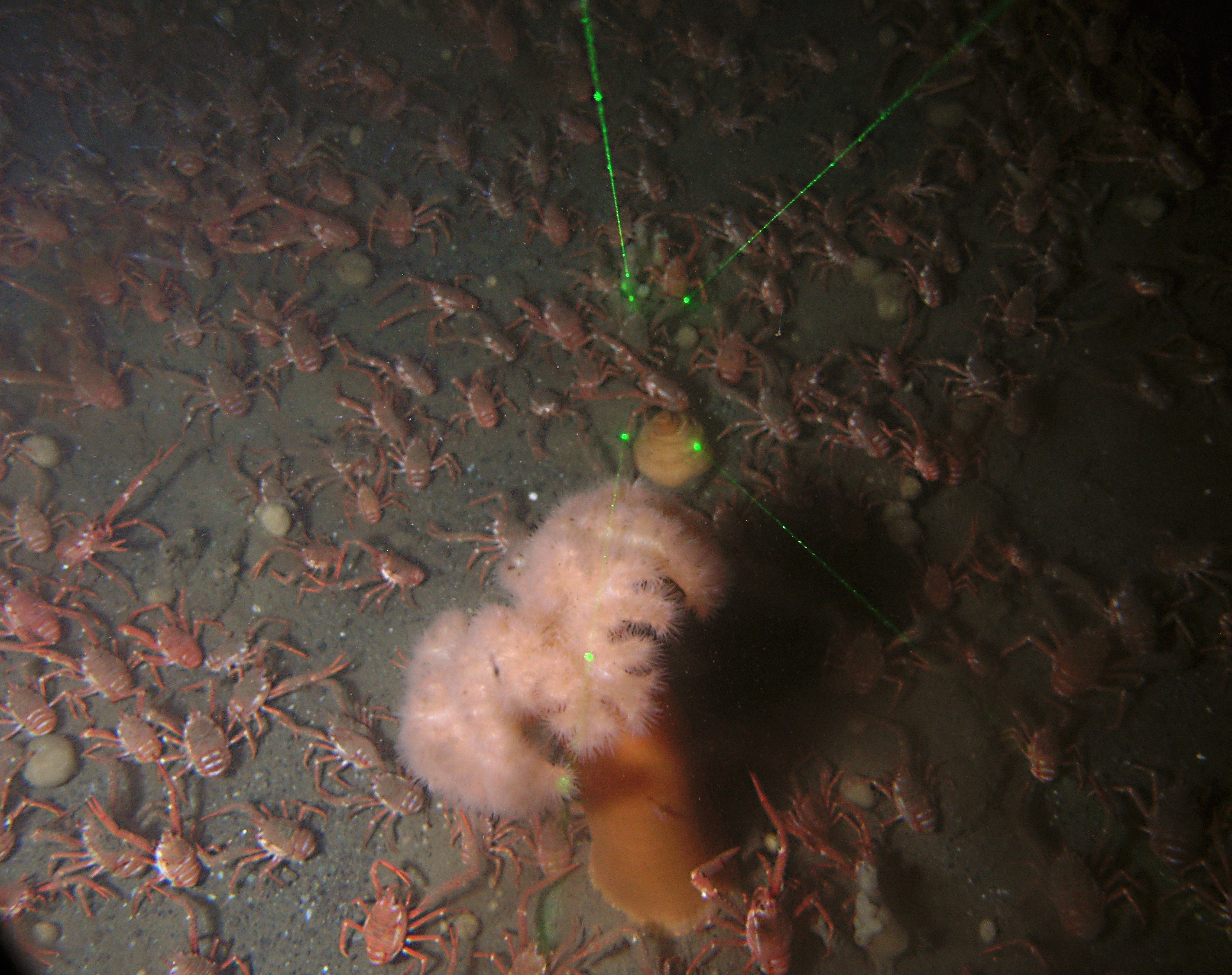 Squat Lobster Congregation