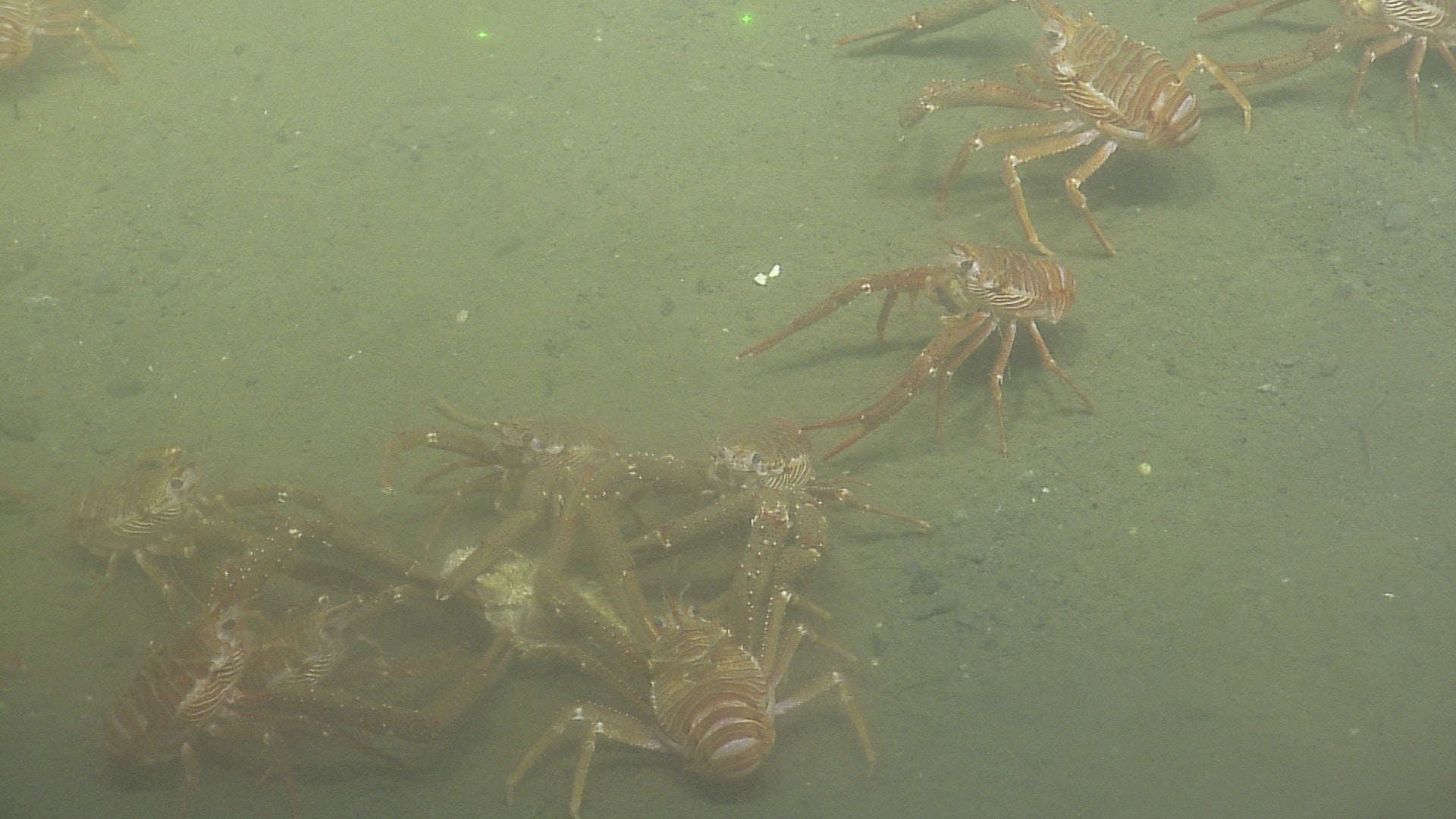 Squat lobsters feeding on bones in Saanich Inlet