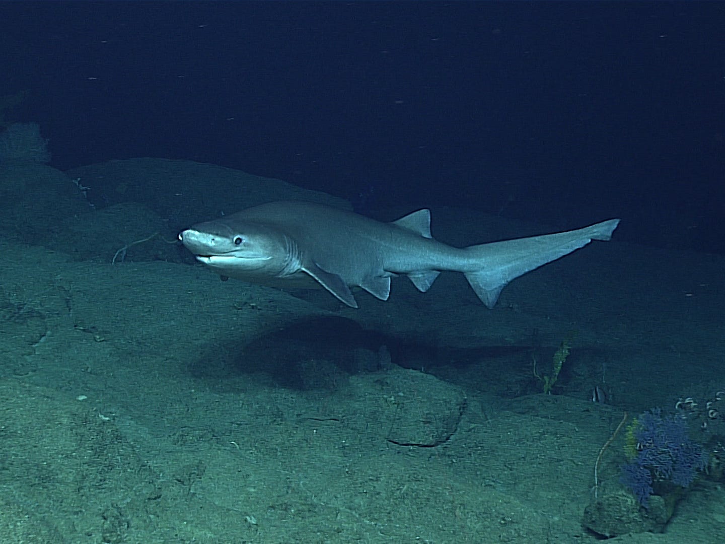 Sixgill Shark