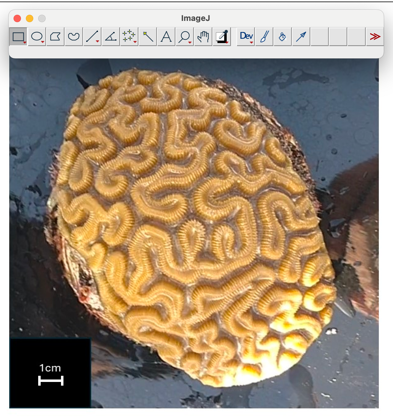 Coral in image j with tool bar