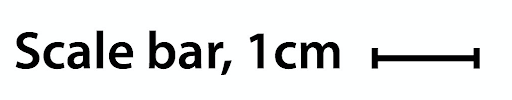 Scale bar 1cm