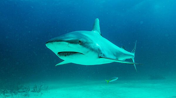 BTW-SHARKWATER-Shark-Arena-Currents