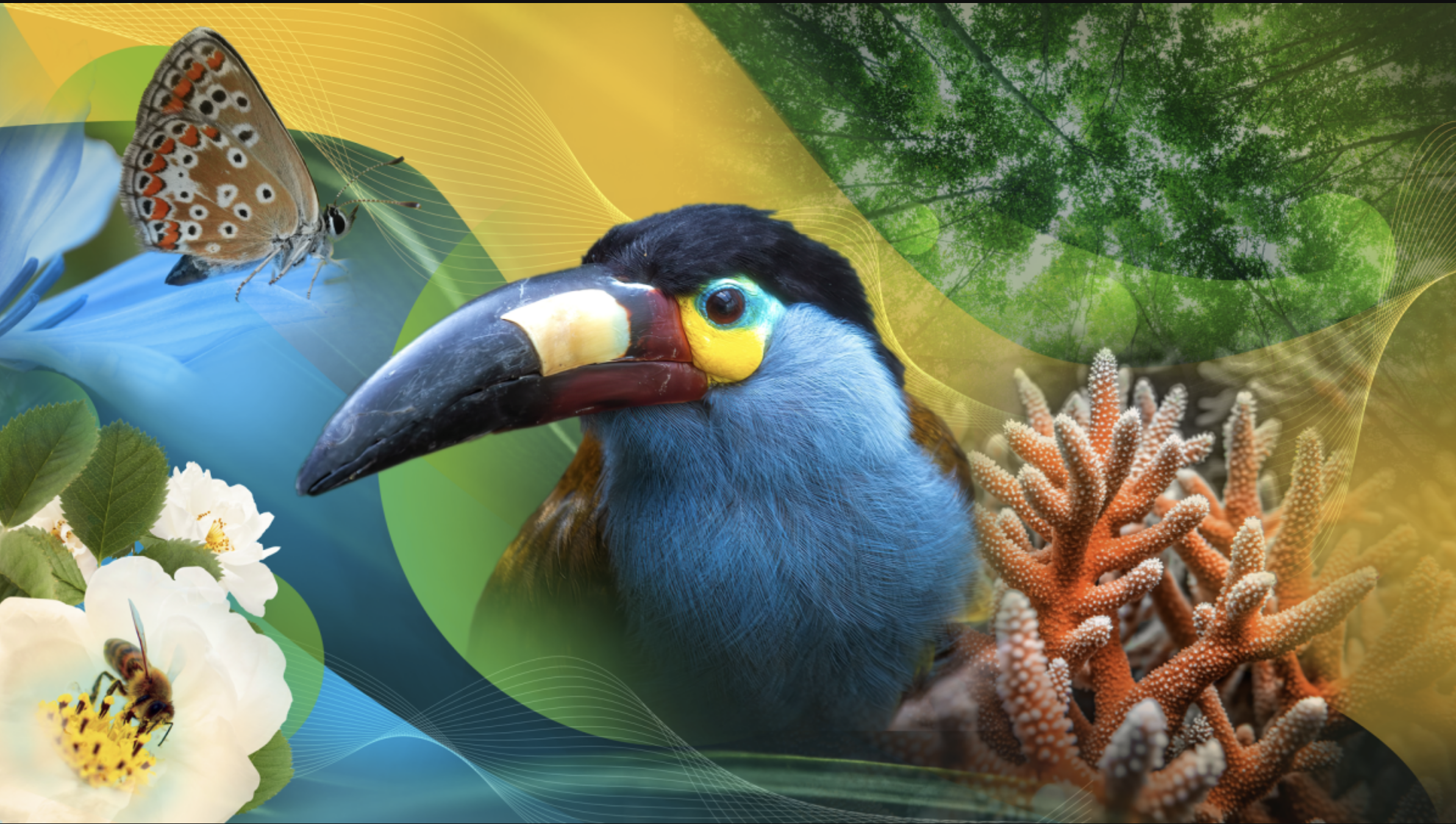 An illustration of a Toucan with a butterfly, bee, coral, and tree canopy.