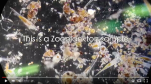 Screenshot of zooplankton under microscope