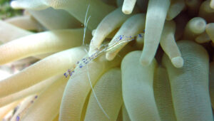 A small marine crustacean in a sea anemone