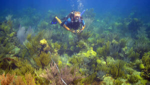 A student in BIOS's Coral Reef Ecology summer course conducts a transect on one of Bermuda's coral reefs