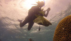 Celine Collis, a Bermuda Program intern, collects samples while snorkeling in Bermuda