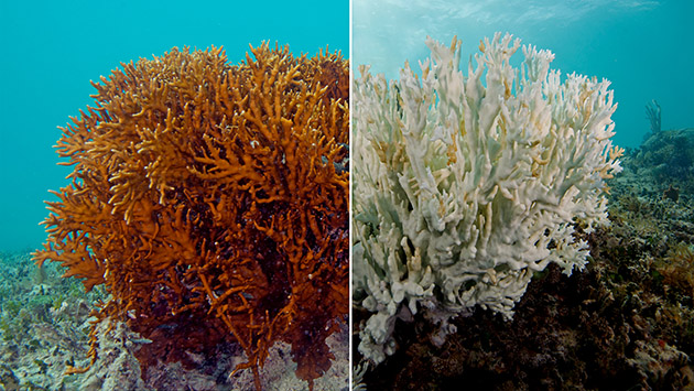 A two-panel photo showing coral before and after a bleaching event