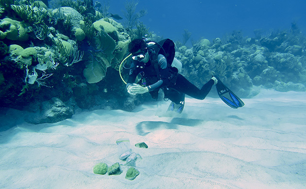 A recent publication in the journal Global Change Biology documents the results of two years of experiments conducted at BIOS by a team of researchers including Kevin Wong (shown here), a doctoral student at the University of Rhode Island and first author on the paper. The results of the experiments provide insight into coral resilience, demonstrating that adult corals that survive high-intensity environmental stresses can produce offspring better suited to survive in new environments. Primary funding for the study came from the Heising-Simons Foundation International, Ltd. with additional funding from the National Geographic Society and the Canadian Associates of BIOS (CABIOS).