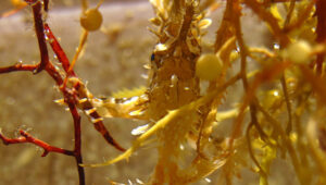 A close-up view of Sargassum seaweed and a Sargassumfish