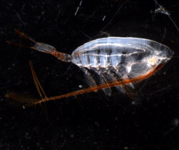 copepods in the northeast pacific
