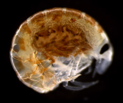 hyperiid amphipods 