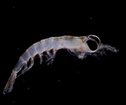krill species in north pacific ocean