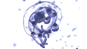 juvenile thimble jellyfish