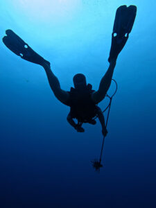 A diver spears a lionfish during the annual lionfish tournament in Bermuda