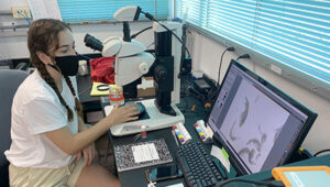 A BIOS intern looks at microscopic images of plankton displayed on a computer monitor