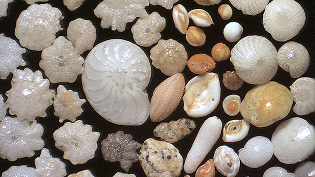 shells of marine foraminifera