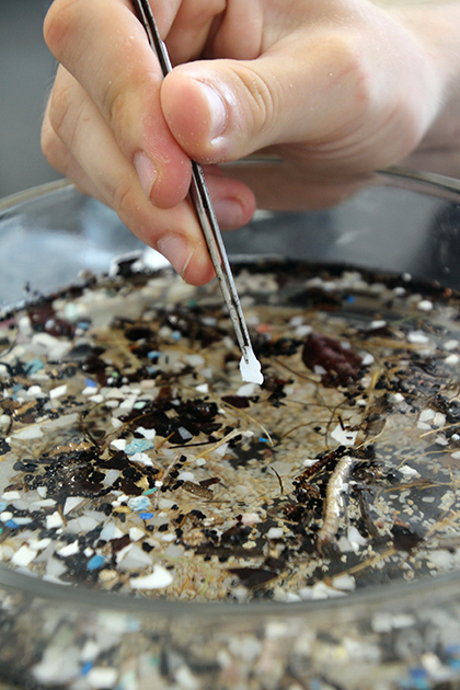 A scientist uses forceps to remove small pieces of plastic, called microplastics, from samples of beach sand