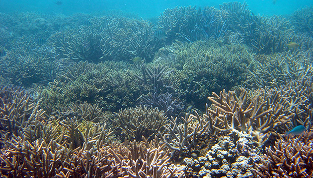coral reef in New Caledonia