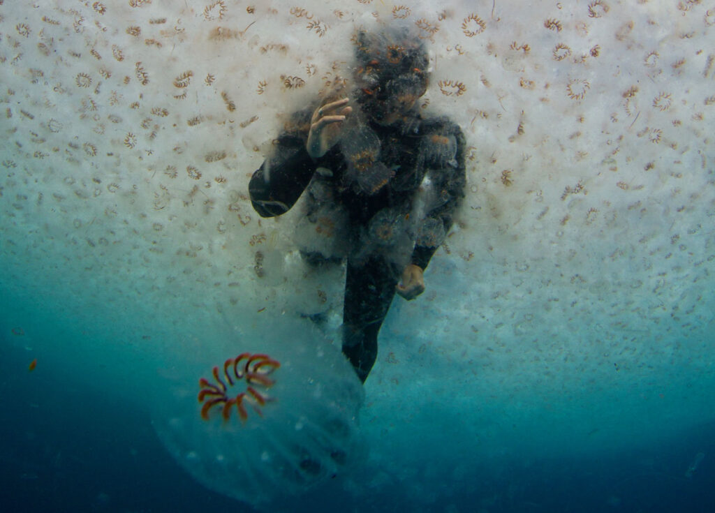A snorkeler swims through a bloom of salps in the South Pacific Ocean off the coast of New Zealand. The sea squirts, which resemble jellyfish but are more closely related to humans, play an outsized role in the ocean’s biological carbon pump, according to new research. © Paul Caiger.
