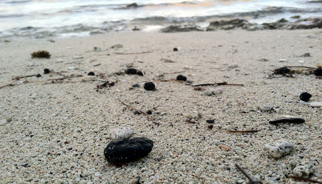 tar balls on Bermuda's beaches